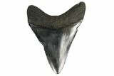 Fossil Megalodon Tooth - South Carolina #164991-1